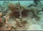 The Exodus Revealed - Search for the Red Sea Cross